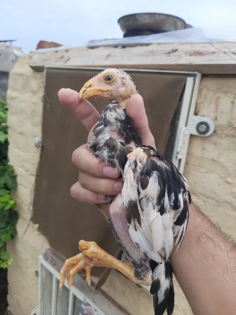 Heera and lakha chitpara aseel chicks — photo 2