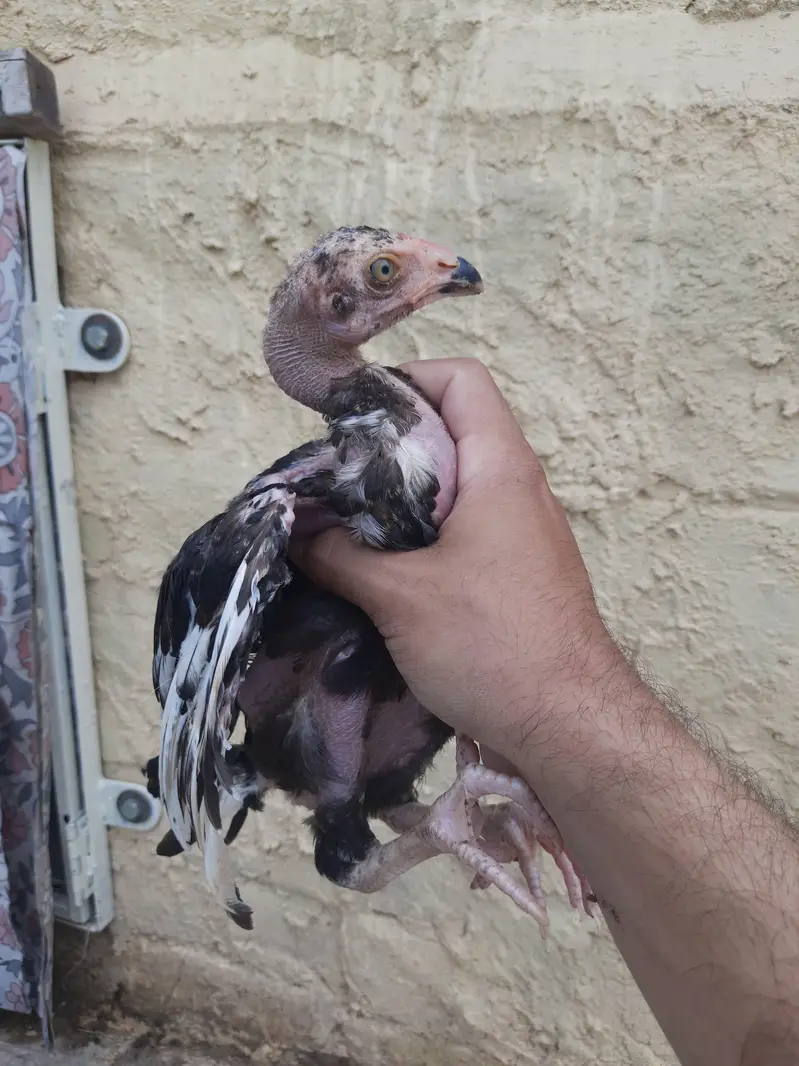 Heera and lakha chitpara aseel chicks — photo 3
