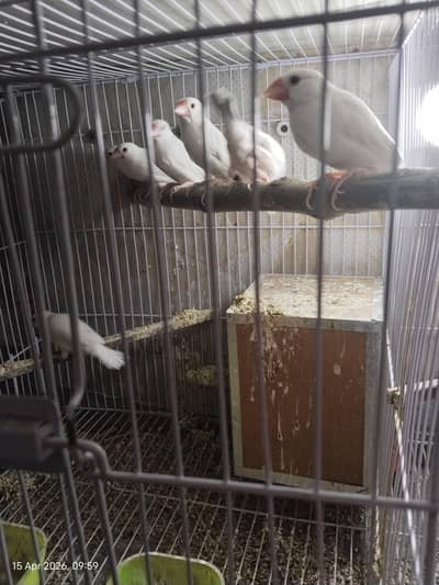 White jawa - Wood Boxes - Cage for birds