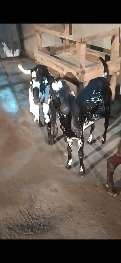 male or female bachy for sale 03214508008