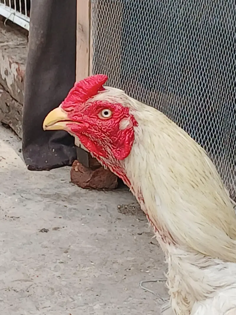 Pure Heera Murga For Sale Ha — photo 2