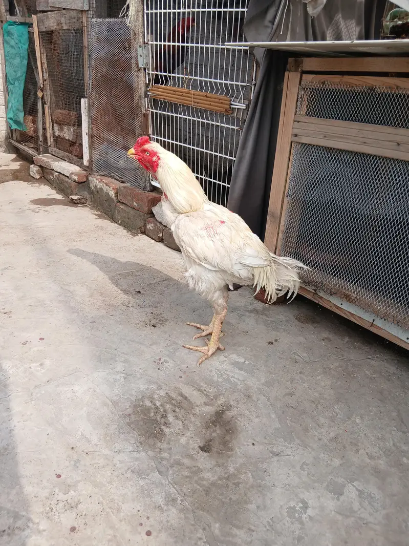 Pure Heera Murga For Sale Ha — photo 3