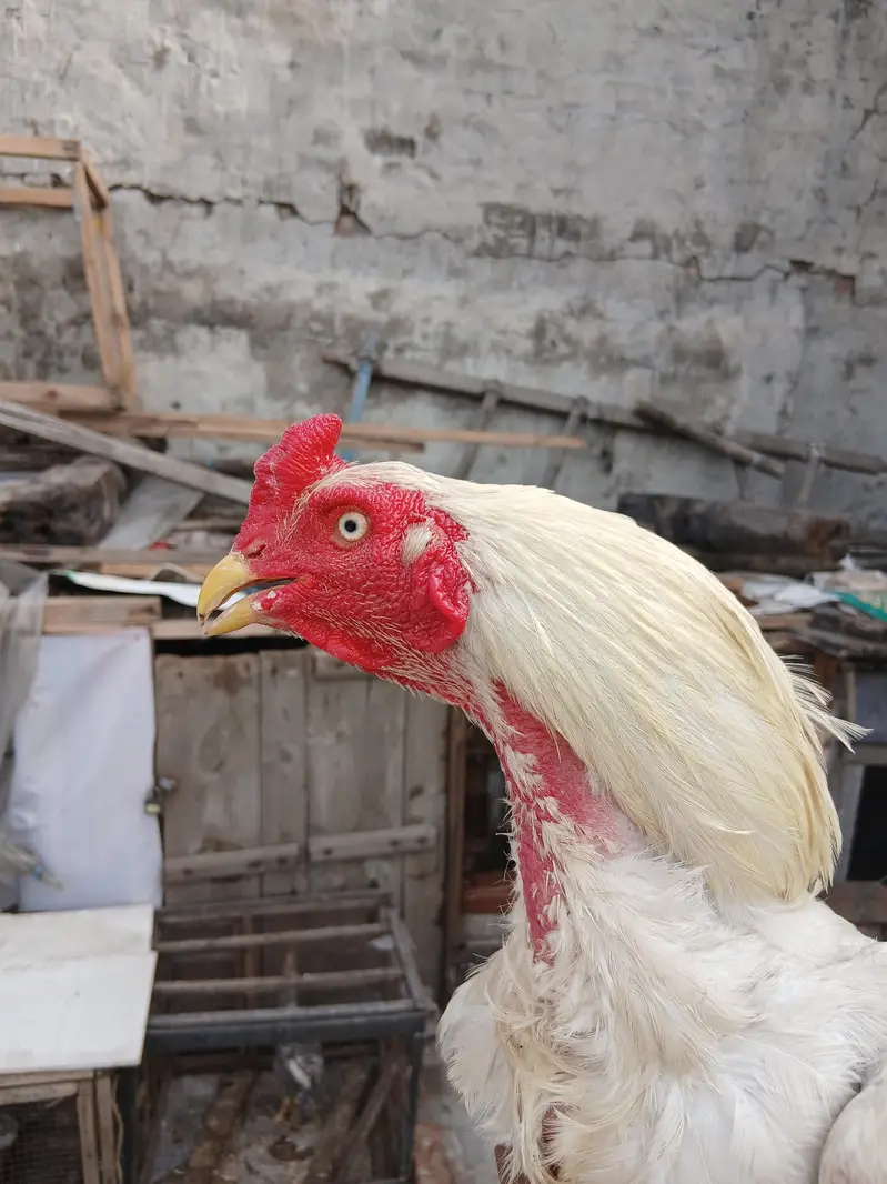 Pure Heera Murga For Sale Ha — photo 4