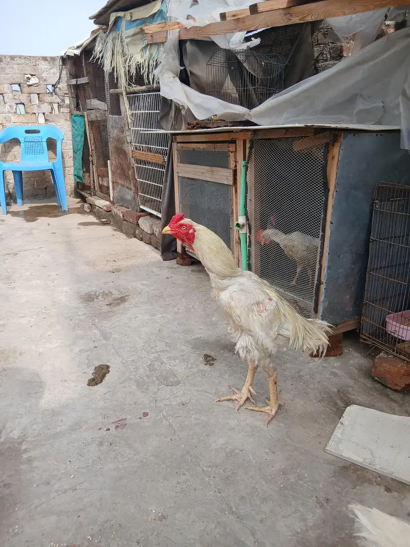 Pure Heera Murga For Sale Ha — photo 5