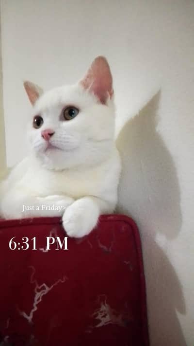 cute cat
