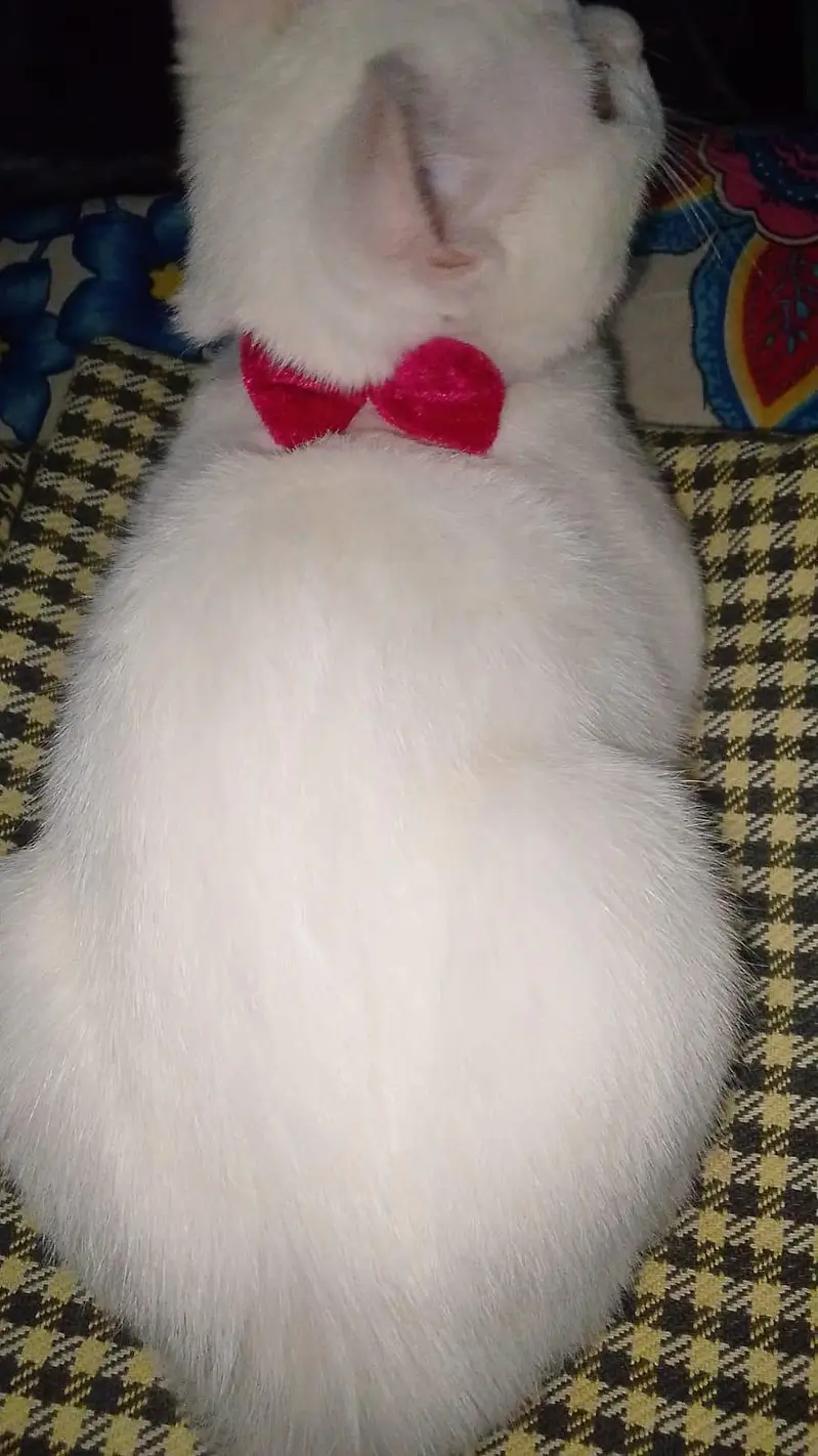 cute cat — photo 2