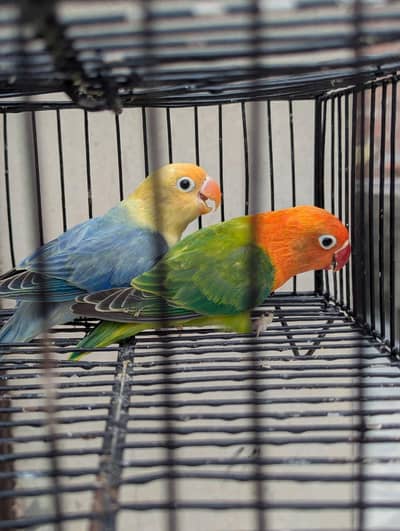 love birda for sale