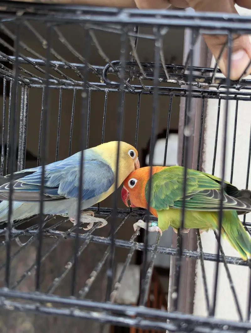 love birda for sale — photo 2
