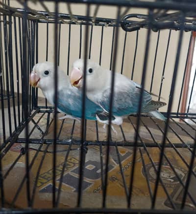 love birda for sale