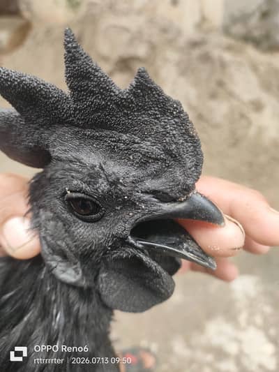 Ayam cemani black indonation