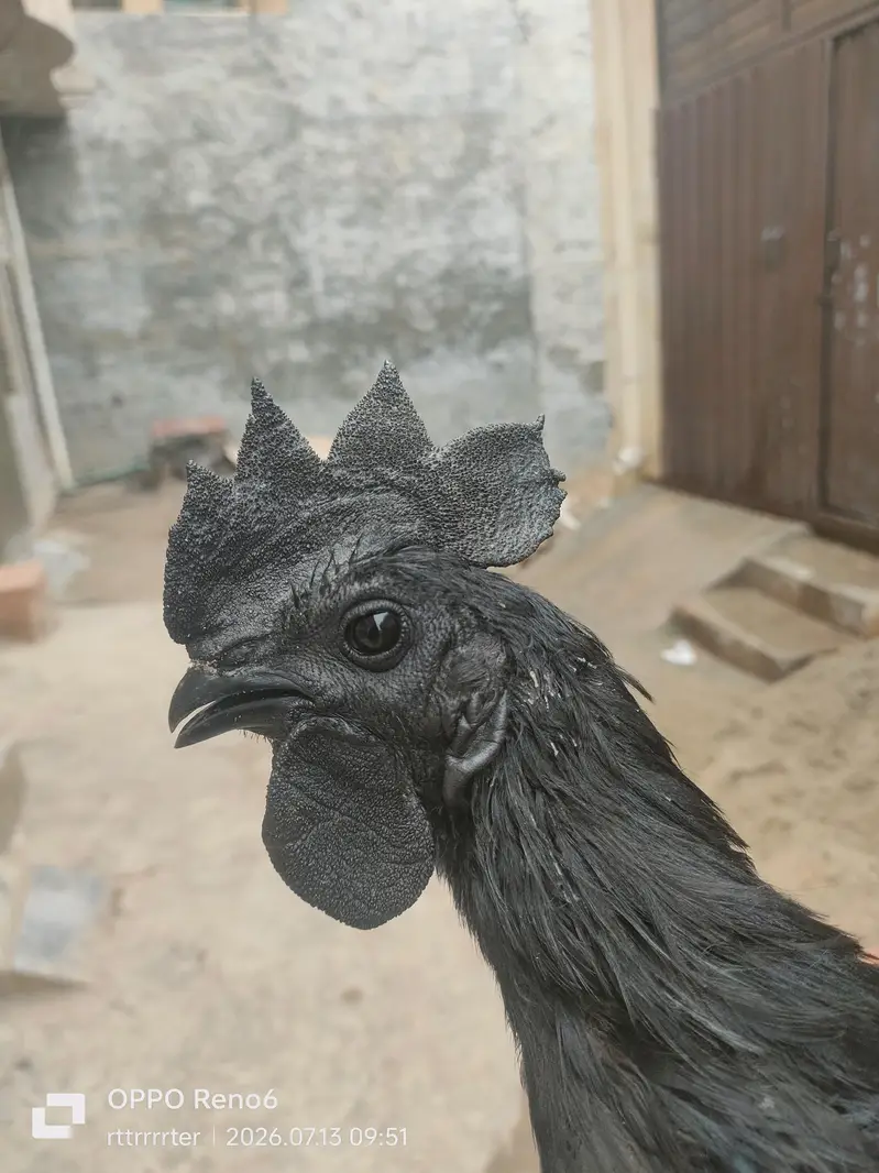 Ayam cemani black indonation — photo 2