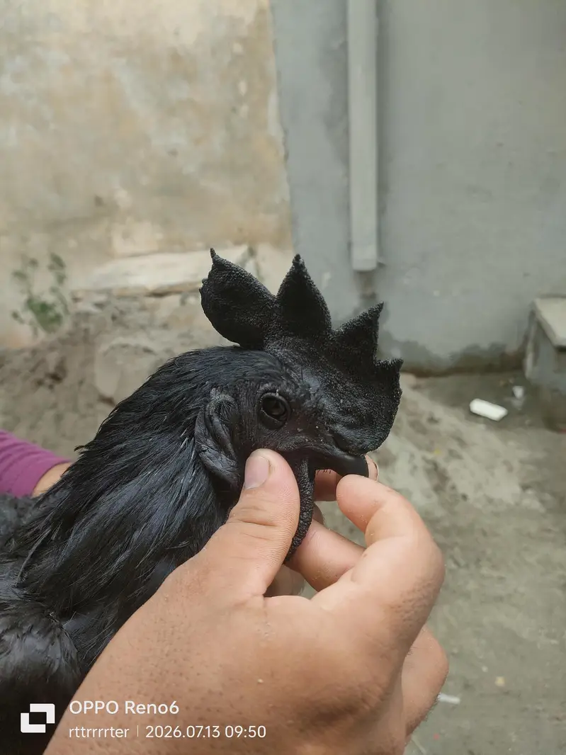 Ayam cemani black indonation — photo 3