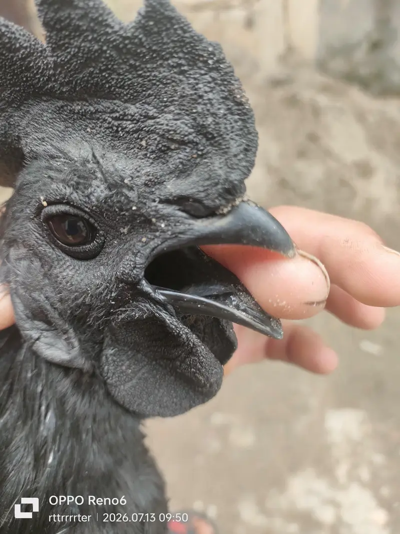 Ayam cemani black indonation — photo 4