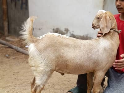 male goat kid Tapri Crossed