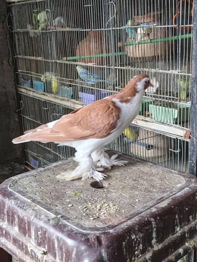 Sheraz Pigeon For Sale