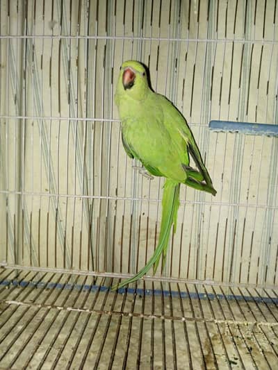 Green Ring Neck Female