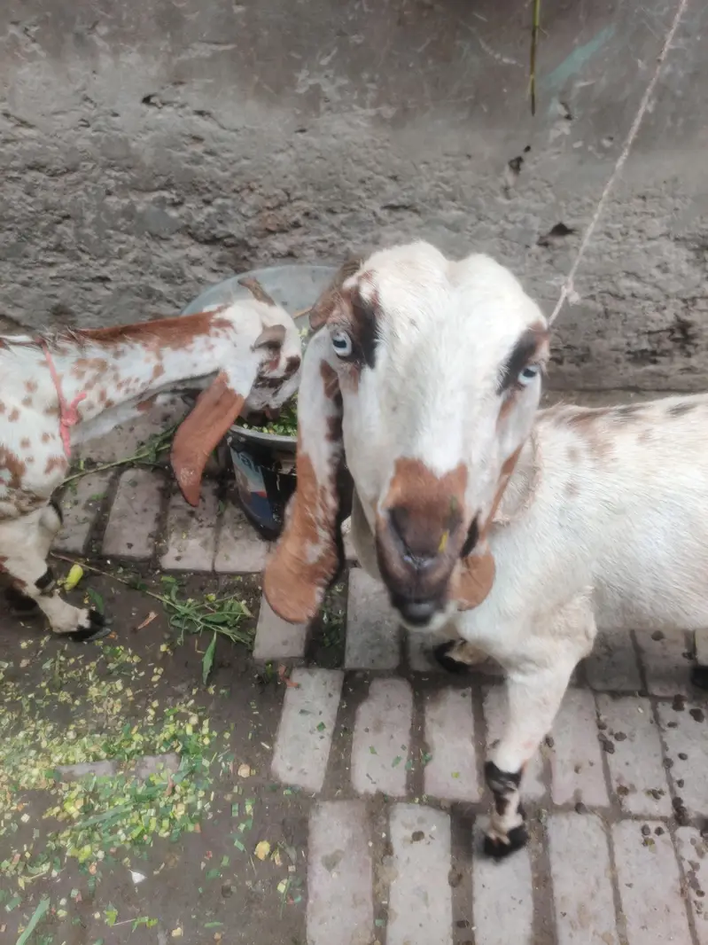puer desi goat bakria || bakria || desi bakri || بکری — photo 3