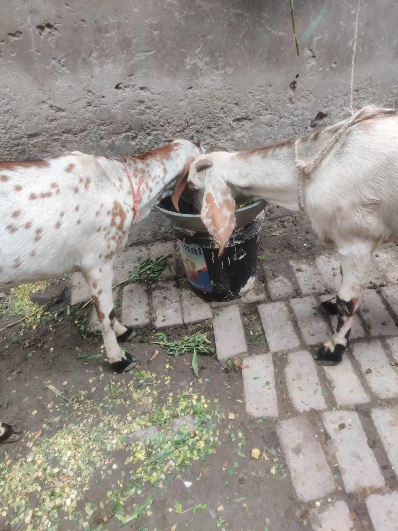 puer desi goat bakria || bakria || desi bakri || بکری — photo 5