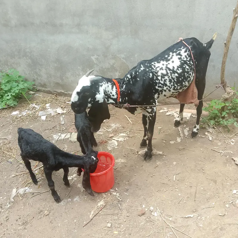 peyor dasi balak cheni — photo 2