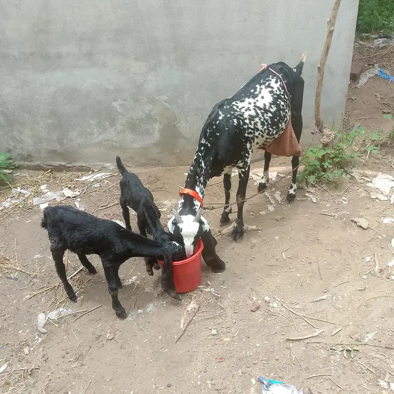 peyor dasi balak cheni — photo 3