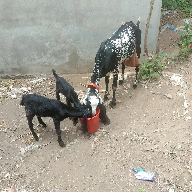 peyor dasi balak cheni — photo 4