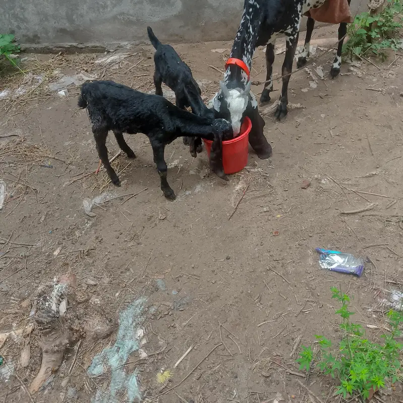 peyor dasi balak cheni — photo 5