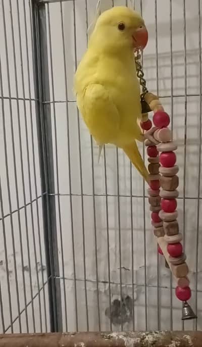 Yellow parrot for sale | blue parrot  | White Parrot for sale
