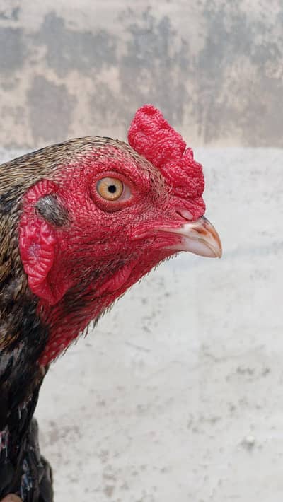 jawa goog result in breed