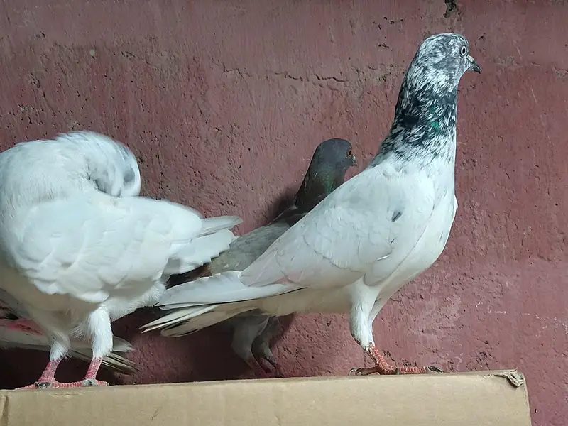 chapra nar 3 patha ha — photo 3