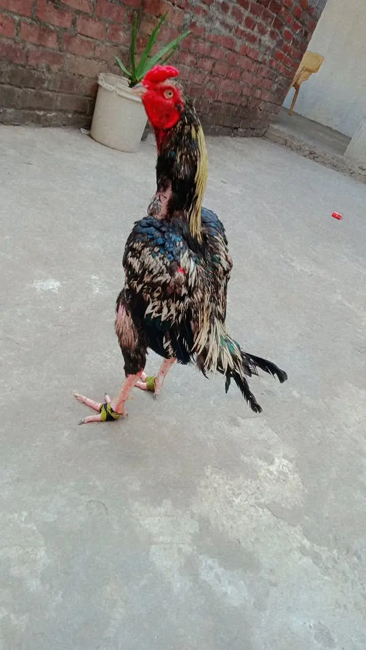 for sale location Gujranwala ha — photo 2
