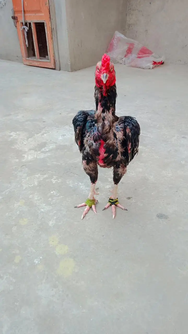 for sale location Gujranwala ha — photo 3