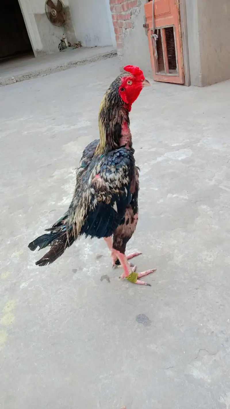 for sale location Gujranwala ha — photo 4