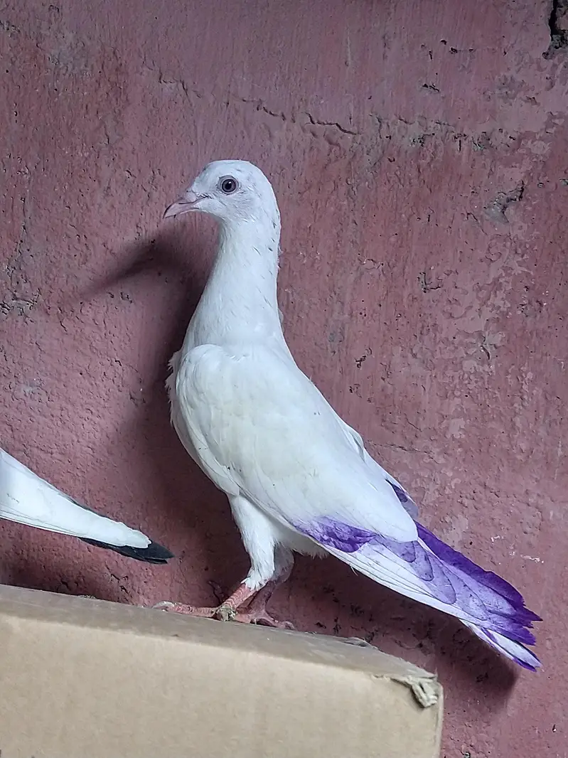 chapra nar 3 patha ha — photo 5