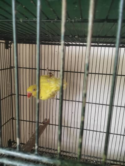 Yellow parrot for sale (03246300345) is py contact krain