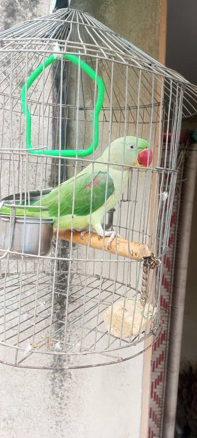 ra parrot