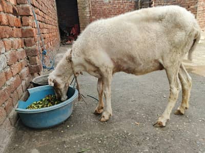 healthy safaid bher for sale