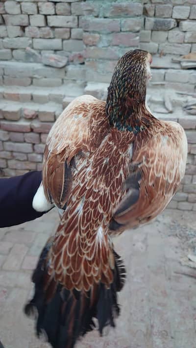 Aseel female for sale