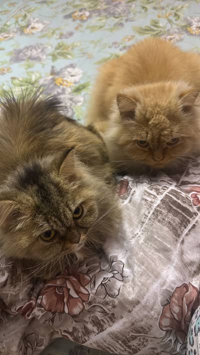 Persian Cats Pair for Sale