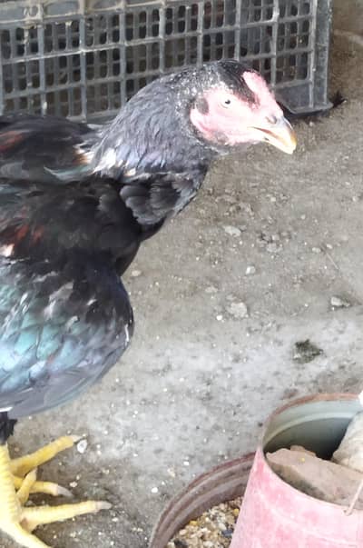 aseel murga lasani muska breed