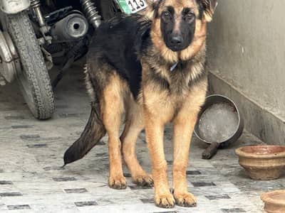 German Shepherd female for sale
