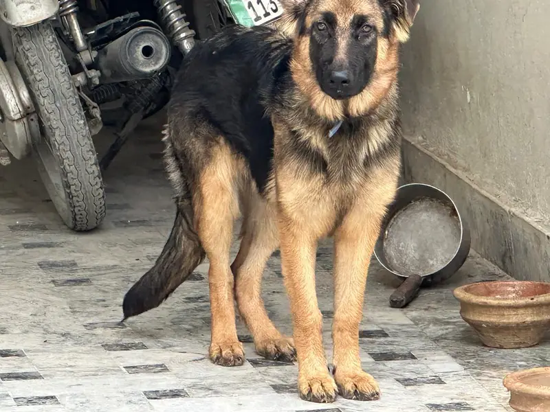 German Shepherd female for sale — photo 2