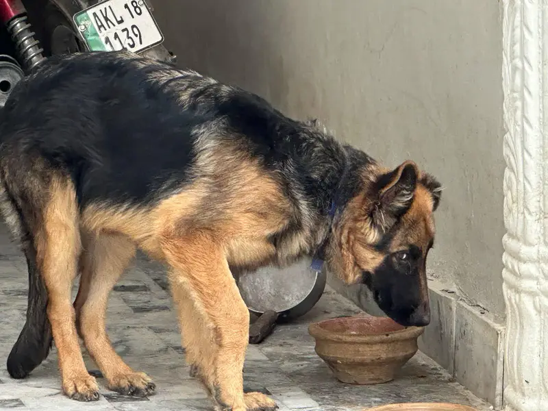 German Shepherd female for sale — photo 3