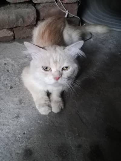 sale Cat