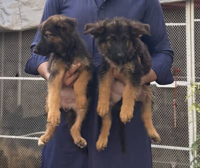 Long coat German Shepherd