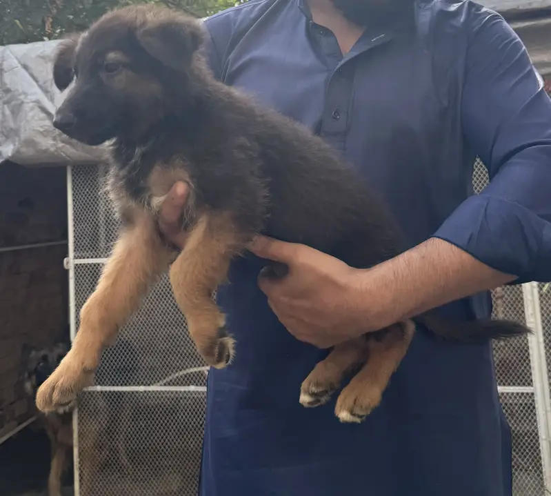 Long coat German Shepherd — photo 2