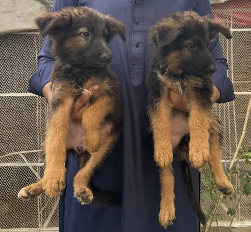 Long coat German Shepherd — photo 3