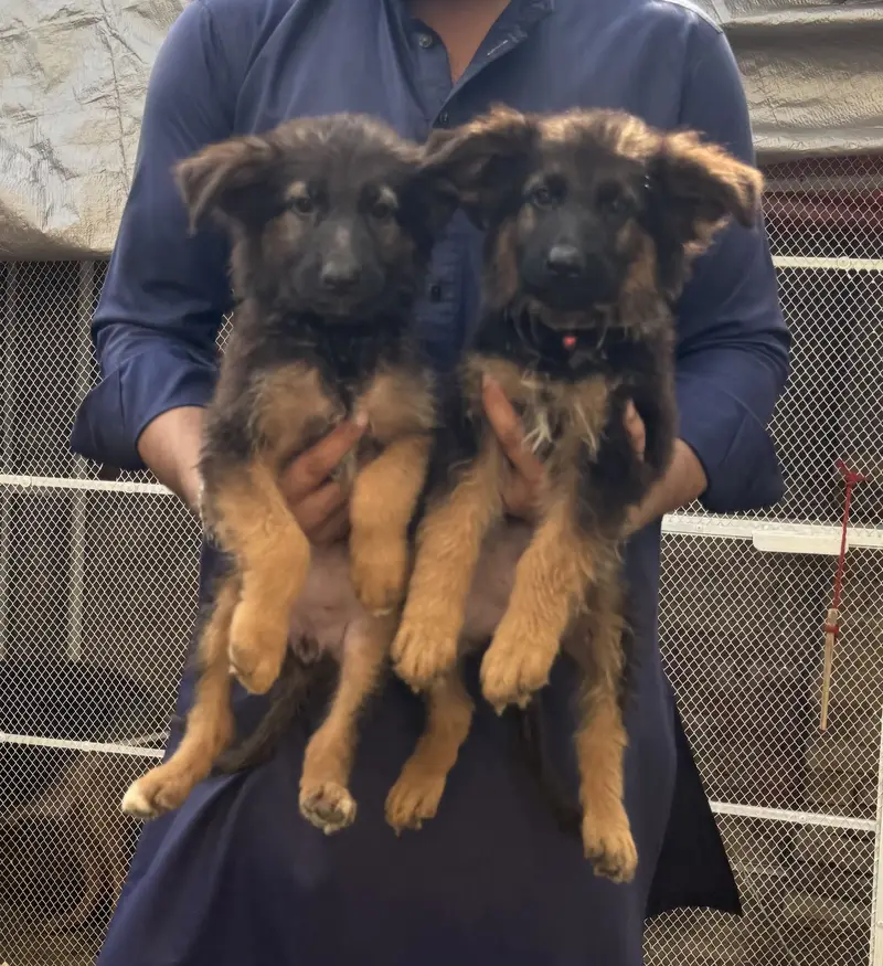 Long coat German Shepherd — photo 4