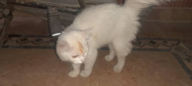pasha