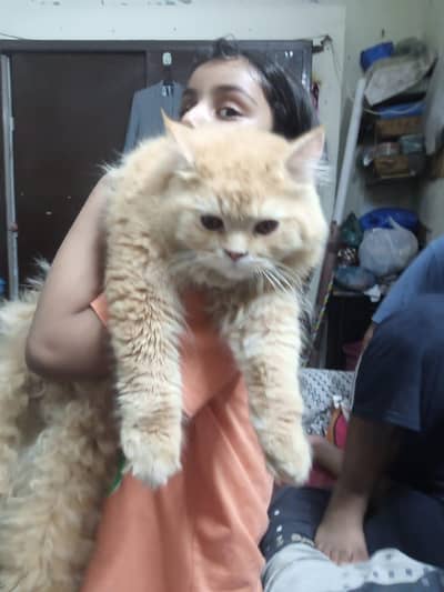 pursian triple coat male cat for sale