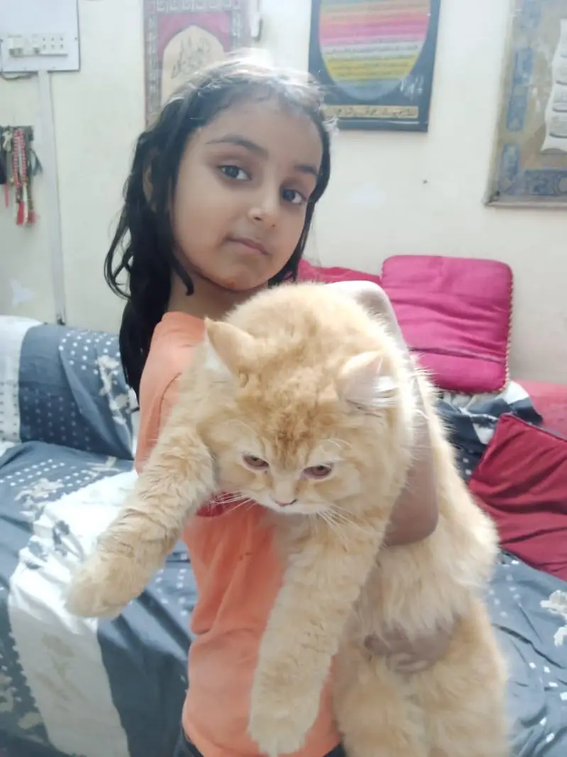 pursian triple coat male cat for sale — photo 3